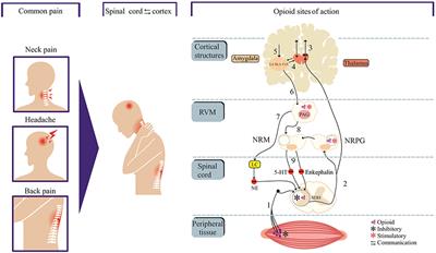 Cutting-Edge Search for Safer Opioid Pain Relief: Retrospective Review of Salvinorin A and Its Analogs